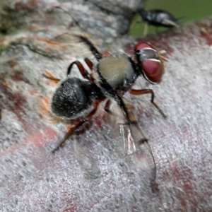 Pogonortalis doclea at Melba, ACT - 12 Nov 2017 02:20 PM