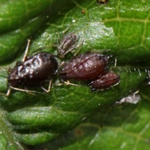 Aphididae (family) at Melba, ACT - 12 Nov 2017