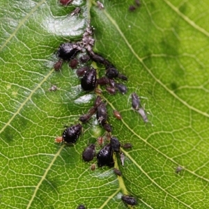 Aphididae (family) at Melba, ACT - 12 Nov 2017