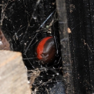 Latrodectus hasselti at Melba, ACT - 12 Nov 2017 02:55 PM