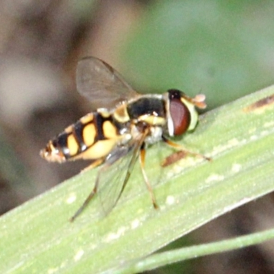 Simosyrphus grandicornis (Common hover fly) at Melba, ACT - 13 Nov 2017 by PeteWoodall