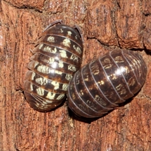 Armadillidium vulgare at Melba, ACT - 13 Nov 2017