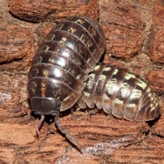 Armadillidium vulgare at Melba, ACT - 13 Nov 2017