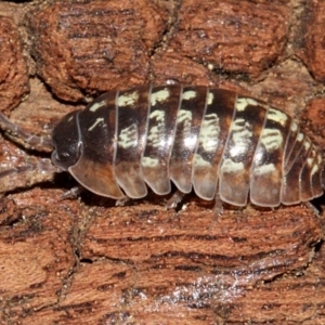 Armadillidium vulgare at Melba, ACT - 13 Nov 2017