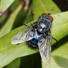 Calliphoridae (family) (Unidentified blowfly) at Melba, ACT - 13 Nov 2017 by PeteWoodall