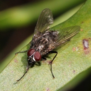 Helina sp. (genus) at Melba, ACT - 13 Nov 2017