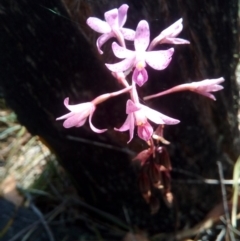 Dipodium roseum (Rosy Hyacinth Orchid) at Booth, ACT - 9 Mar 2018 by RyuCallaway