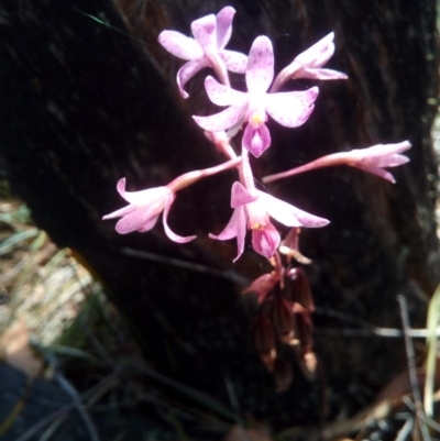 Dipodium roseum (Rosy Hyacinth Orchid) at Booth, ACT - 10 Mar 2018 by ArcherCallaway