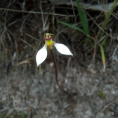 Eriochilus cucullatus (Parson's Bands) at Booth, ACT - 10 Mar 2018 by ArcherCallaway