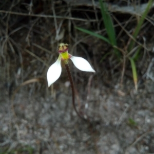 Eriochilus cucullatus at Booth, ACT - suppressed