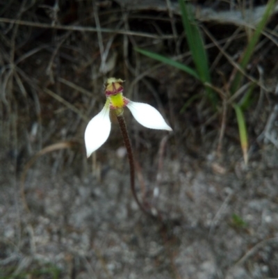Eriochilus cucullatus (Parson's Bands) at Booth, ACT - 10 Mar 2018 by ArcherCallaway