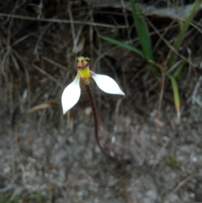 Eriochilus cucullatus (Parson's Bands) at Booth, ACT - 9 Mar 2018 by RyuCallaway