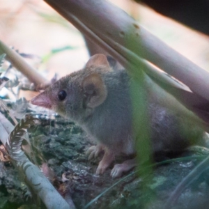 Antechinus agilis at Paddys River, ACT - 9 Mar 2018