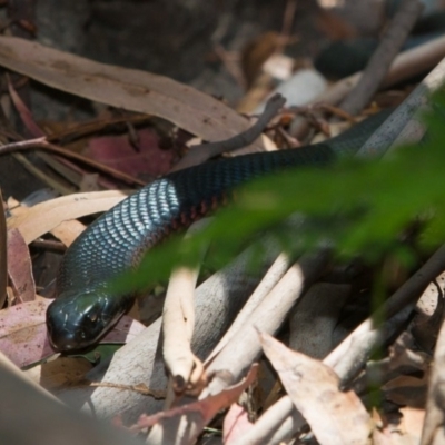 Pseudechis porphyriacus (Red-bellied Black Snake) at Tidbinbilla Nature Reserve - 9 Mar 2018 by NathanaelC