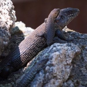 Egernia cunninghami at Paddys River, ACT - 9 Mar 2018 03:01 PM