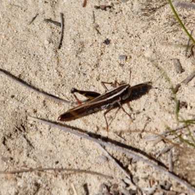 Macrotona sp. (genus) (Macrotona grasshopper) at Green Cape, NSW - 8 Mar 2018 by RossMannell