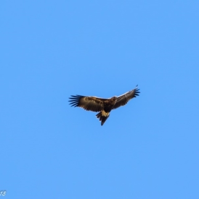 Aquila audax (Wedge-tailed Eagle) at Booth, ACT - 7 Mar 2018 by ajc