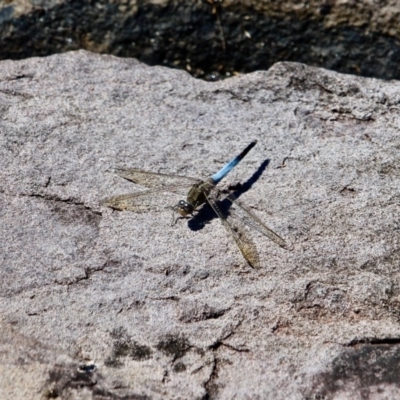 Orthetrum caledonicum (Blue Skimmer) at Green Cape, NSW - 9 Mar 2018 by RossMannell