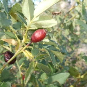 Rosa canina at Wanniassa Hill - 10 Mar 2018