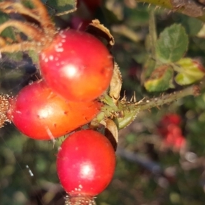 Rosa rubiginosa at Wanniassa Hill - 10 Mar 2018