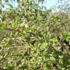 Lycium ferocissimum (African Boxthorn) at Wanniassa Hill - 10 Mar 2018 by Mike