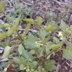 Solanum nigrum (Black Nightshade) at Wanniassa Hill - 10 Mar 2018 by Mike