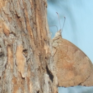 Heteronympha merope at Red Hill, ACT - 10 Mar 2018 04:34 PM