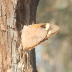 Heteronympha merope at Red Hill, ACT - 10 Mar 2018 04:34 PM