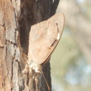 Heteronympha merope at Red Hill, ACT - 10 Mar 2018 04:34 PM