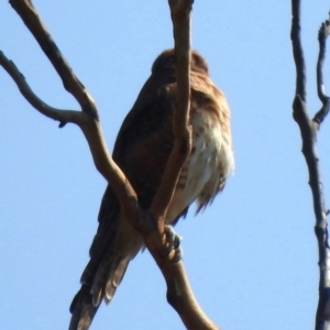 Falco berigora at Rendezvous Creek, ACT - 10 Mar 2018 03:06 PM