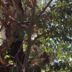 Rhipidura albiscapa (Grey Fantail) at Deakin, ACT - 10 Mar 2018 by KL