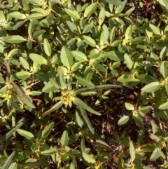 Euphorbia davidii (David's Spurge) at Jerrabomberra, ACT - 8 Mar 2012 by Mike