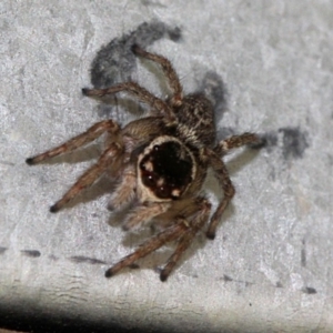 Maratus griseus at Melba, ACT - 12 Nov 2017