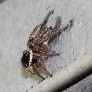 Maratus griseus at Melba, ACT - 12 Nov 2017