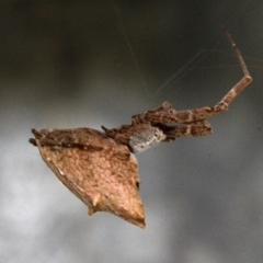 Uloboridae (family) (Unidentified venomless spider) at Melba, ACT - 12 Nov 2017 by PeteWoodall