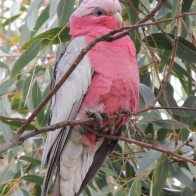 Eolophus roseicapilla (Galah) at Rob Roy Range - 27 Feb 2018 by michaelb