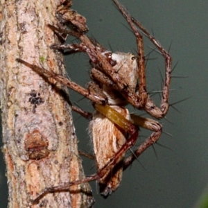 Oxyopes sp. (genus) at Melba, ACT - 12 Nov 2017