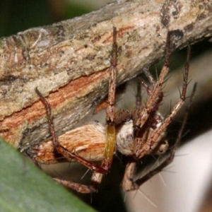 Oxyopes sp. (genus) at Melba, ACT - 12 Nov 2017