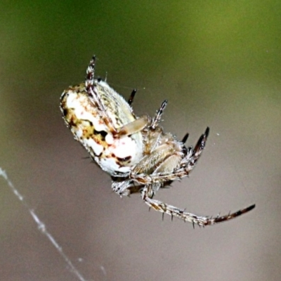 Plebs eburnus (Eastern bush orb-weaver) at Melba, ACT - 12 Nov 2017 by PeteWoodall