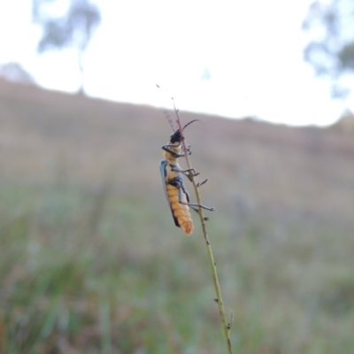 Chauliognathus lugubris (Plague Soldier Beetle) at Rob Roy Spring 2(F) - 28 Feb 2018 by MichaelBedingfield