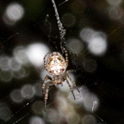 Plebs eburnus (Eastern bush orb-weaver) at Melba, ACT - 12 Nov 2017 by PeteWoodall