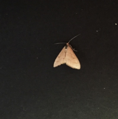 Scopula rubraria (Reddish Wave, Plantain Moth) at Hughes, ACT - 10 Mar 2018 by ruthkerruish