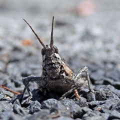 Coryphistes ruricola (Bark-mimicking Grasshopper) at Cotter River, ACT - 9 Mar 2018 by RodDeb