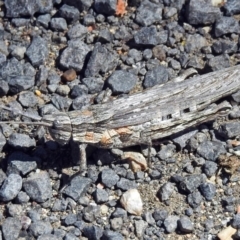 Coryphistes ruricola at Cotter River, ACT - 9 Mar 2018 12:30 PM