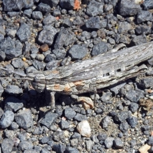 Coryphistes ruricola at Cotter River, ACT - 9 Mar 2018 12:30 PM