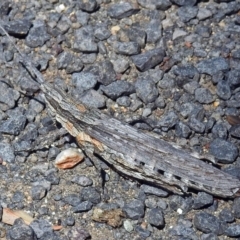 Coryphistes ruricola at Cotter River, ACT - 9 Mar 2018 12:30 PM