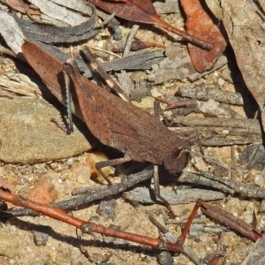 Goniaea opomaloides at Cotter River, ACT - 9 Mar 2018