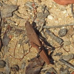 Goniaea opomaloides at Cotter River, ACT - 9 Mar 2018