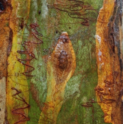 Ogmograptis (genus) (Scribbly Gum Moth) at Aranda, ACT - 20 Dec 2007 by KMcCue