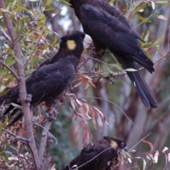 Zanda funerea (Yellow-tailed Black-Cockatoo) at Aranda, ACT - 15 Dec 2006 by KMcCue